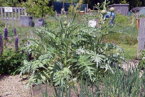 35. Church Allotments.jpg